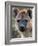 Young Spotted Hyena, Tanzania-Charles Sleicher-Framed Photographic Print