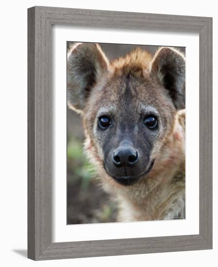 Young Spotted Hyena, Tanzania-Charles Sleicher-Framed Photographic Print