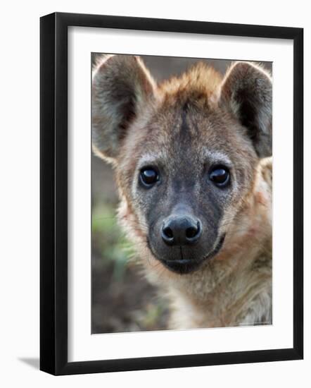 Young Spotted Hyena, Tanzania-Charles Sleicher-Framed Photographic Print