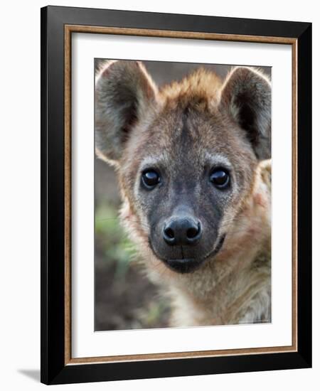 Young Spotted Hyena, Tanzania-Charles Sleicher-Framed Photographic Print