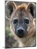 Young Spotted Hyena, Tanzania-Charles Sleicher-Mounted Photographic Print