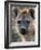 Young Spotted Hyena, Tanzania-Charles Sleicher-Framed Photographic Print