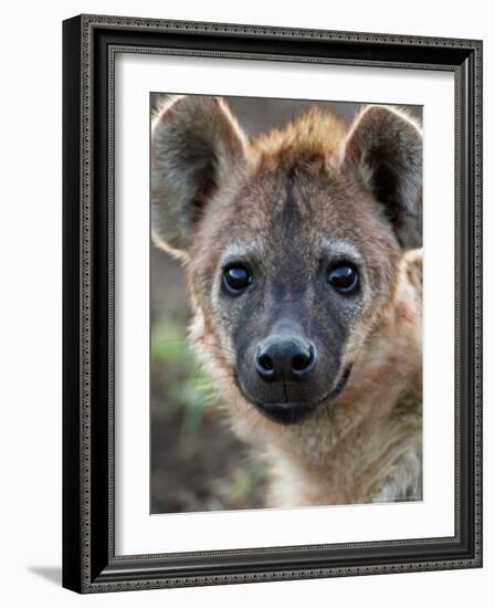 Young Spotted Hyena, Tanzania-Charles Sleicher-Framed Photographic Print