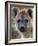 Young Spotted Hyena, Tanzania-Charles Sleicher-Framed Photographic Print