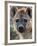 Young Spotted Hyena, Tanzania-Charles Sleicher-Framed Photographic Print