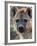 Young Spotted Hyena, Tanzania-Charles Sleicher-Framed Photographic Print