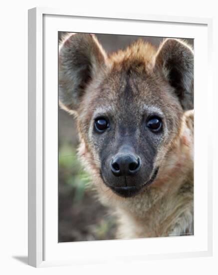 Young Spotted Hyena, Tanzania-Charles Sleicher-Framed Photographic Print