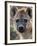 Young Spotted Hyena, Tanzania-Charles Sleicher-Framed Photographic Print