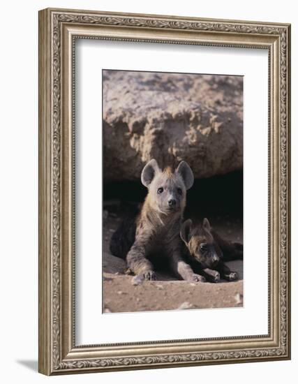 Young Spotted Hyenas-DLILLC-Framed Photographic Print
