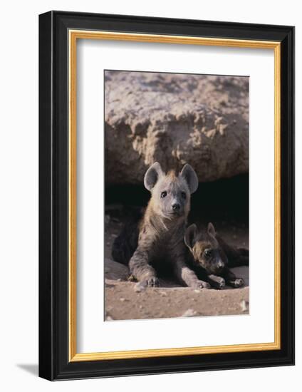 Young Spotted Hyenas-DLILLC-Framed Photographic Print