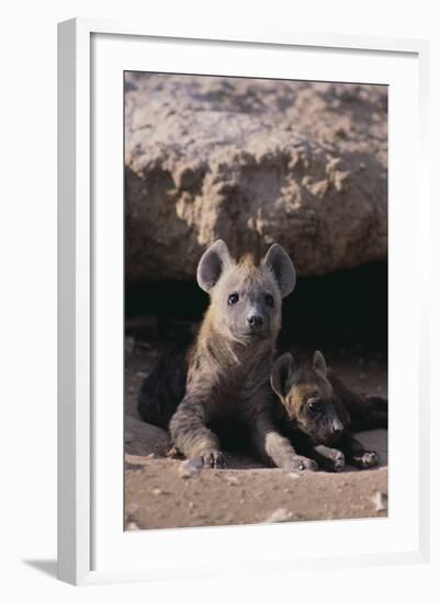 Young Spotted Hyenas-DLILLC-Framed Photographic Print