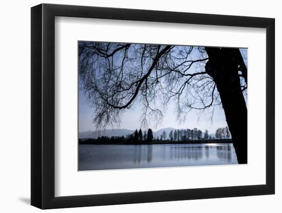 Young Spring in the Staffelsee with Birch in the Back Light, Uffing-Rolf Roeckl-Framed Photographic Print