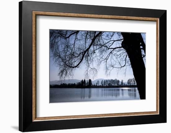 Young Spring in the Staffelsee with Birch in the Back Light, Uffing-Rolf Roeckl-Framed Photographic Print