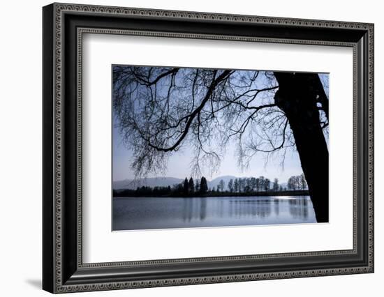 Young Spring in the Staffelsee with Birch in the Back Light, Uffing-Rolf Roeckl-Framed Photographic Print