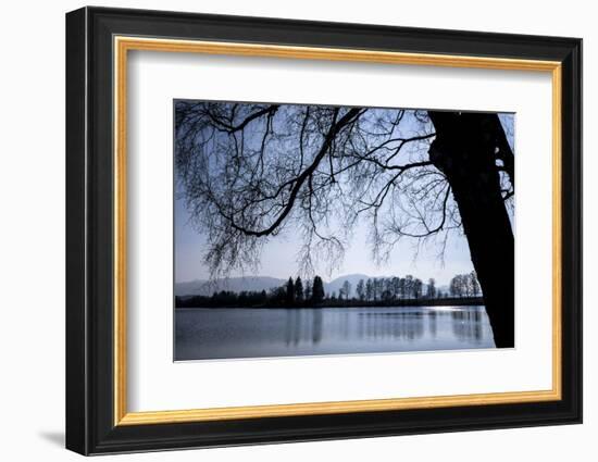 Young Spring in the Staffelsee with Birch in the Back Light, Uffing-Rolf Roeckl-Framed Photographic Print