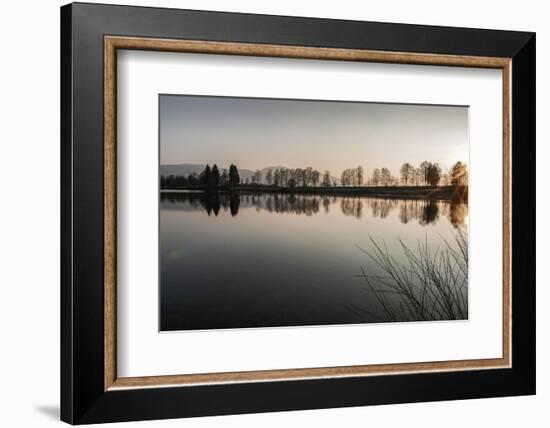 Young Spring in the Staffelsee with Tree Staffel in the Back Light, Uffing-Rolf Roeckl-Framed Photographic Print