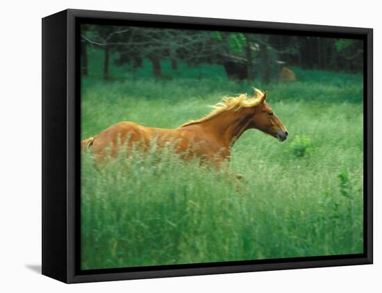 Young Stallion Runs Through a Meadow of Tall Grass, Montana, USA-Gayle Harper-Framed Premier Image Canvas