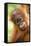 Young Sumatran Orangutan-Tony Camacho-Framed Premier Image Canvas