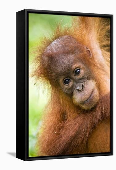 Young Sumatran Orangutan-Tony Camacho-Framed Premier Image Canvas