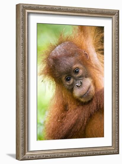 Young Sumatran Orangutan-Tony Camacho-Framed Photographic Print