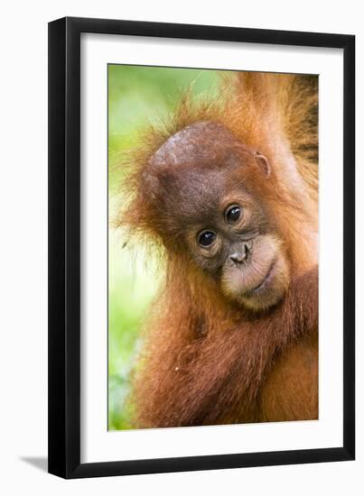 Young Sumatran Orangutan-Tony Camacho-Framed Photographic Print