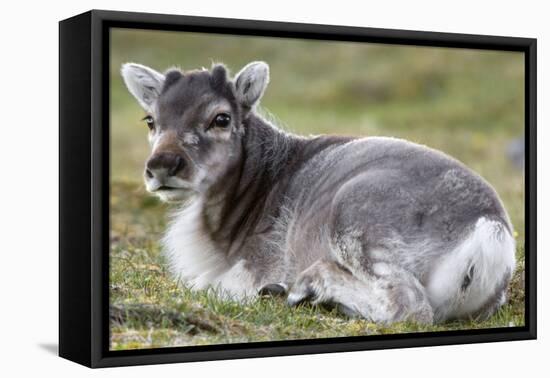 Young Svalbard Reindeer (Fratercula Arctica) Lying on Ground, Svalbard, Norway, July 2008-de la-Framed Premier Image Canvas