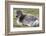 Young Svalbard Reindeer (Fratercula Arctica) Lying on Ground, Svalbard, Norway, July 2008-de la-Framed Photographic Print