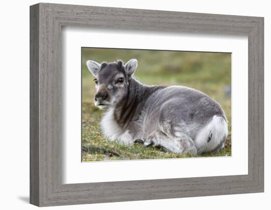 Young Svalbard Reindeer (Fratercula Arctica) Lying on Ground, Svalbard, Norway, July 2008-de la-Framed Photographic Print