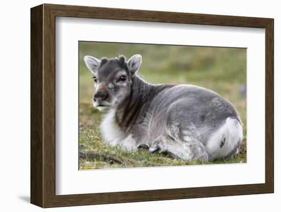 Young Svalbard Reindeer (Fratercula Arctica) Lying on Ground, Svalbard, Norway, July 2008-de la-Framed Photographic Print