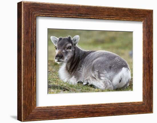 Young Svalbard Reindeer (Fratercula Arctica) Lying on Ground, Svalbard, Norway, July 2008-de la-Framed Photographic Print