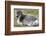 Young Svalbard Reindeer (Fratercula Arctica) Lying on Ground, Svalbard, Norway, July 2008-de la-Framed Photographic Print