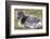 Young Svalbard Reindeer (Fratercula Arctica) Lying on Ground, Svalbard, Norway, July 2008-de la-Framed Photographic Print