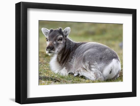 Young Svalbard Reindeer (Fratercula Arctica) Lying on Ground, Svalbard, Norway, July 2008-de la-Framed Photographic Print