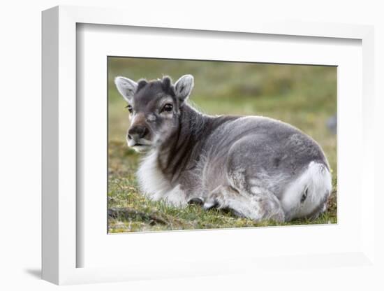 Young Svalbard Reindeer (Fratercula Arctica) Lying on Ground, Svalbard, Norway, July 2008-de la-Framed Photographic Print