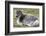 Young Svalbard Reindeer (Fratercula Arctica) Lying on Ground, Svalbard, Norway, July 2008-de la-Framed Photographic Print