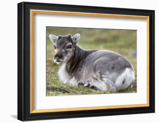 Young Svalbard Reindeer (Fratercula Arctica) Lying on Ground, Svalbard, Norway, July 2008-de la-Framed Photographic Print