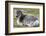 Young Svalbard Reindeer (Fratercula Arctica) Lying on Ground, Svalbard, Norway, July 2008-de la-Framed Photographic Print