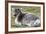 Young Svalbard Reindeer (Fratercula Arctica) Lying on Ground, Svalbard, Norway, July 2008-de la-Framed Photographic Print