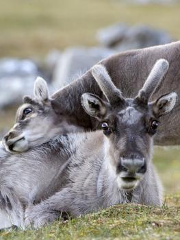 'Young Svalbard Reindeer Rubbing its Head on Adults Back, Svalbard ...
