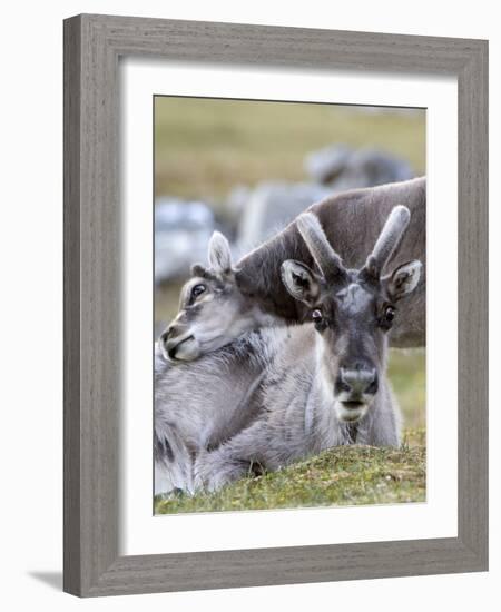 Young Svalbard Reindeer Rubbing its Head on Adults Back, Svalbard, Norway, July-de la-Framed Photographic Print