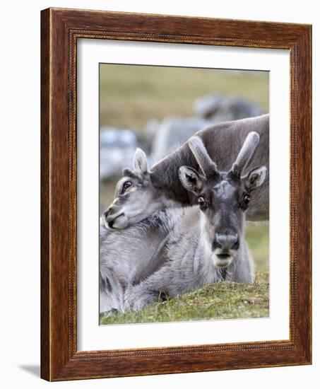 Young Svalbard Reindeer Rubbing its Head on Adults Back, Svalbard, Norway, July-de la-Framed Photographic Print