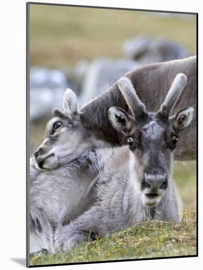 Young Svalbard Reindeer Rubbing its Head on Adults Back, Svalbard, Norway, July-de la-Mounted Photographic Print