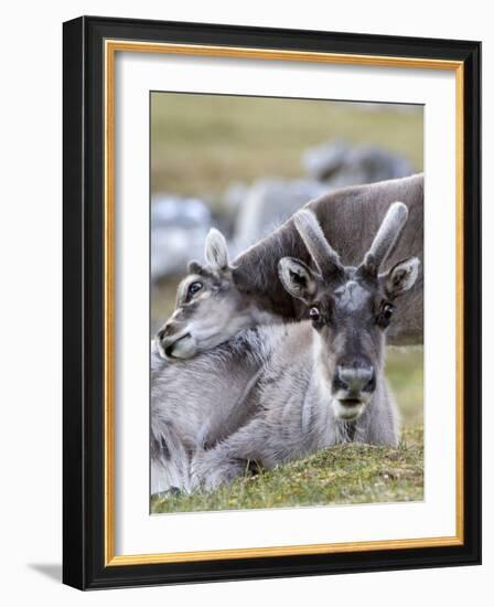 Young Svalbard Reindeer Rubbing its Head on Adults Back, Svalbard, Norway, July-de la-Framed Photographic Print