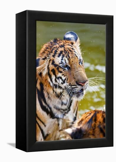 Young Tigers Playing in Water, Indochinese Tiger, Thailand-Peter Adams-Framed Premier Image Canvas