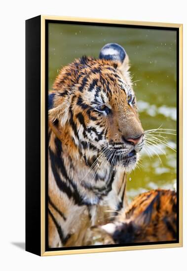 Young Tigers Playing in Water, Indochinese Tiger, Thailand-Peter Adams-Framed Premier Image Canvas