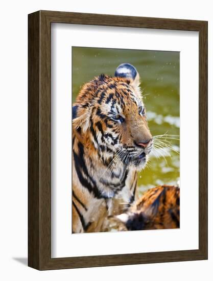 Young Tigers Playing in Water, Indochinese Tiger, Thailand-Peter Adams-Framed Photographic Print