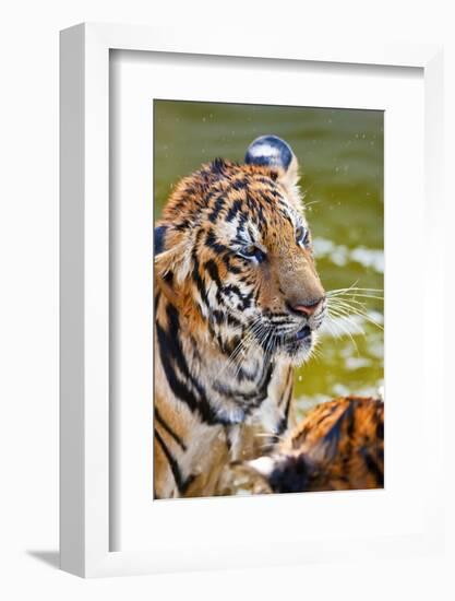 Young Tigers Playing in Water, Indochinese Tiger, Thailand-Peter Adams-Framed Photographic Print