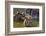 Young Tigers Playing in Water, Indochinese Tiger, Thailand-Peter Adams-Framed Photographic Print