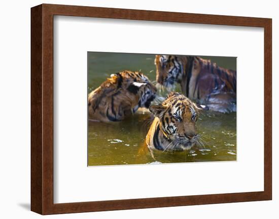 Young Tigers Playing in Water, Indochinese Tiger, Thailand-Peter Adams-Framed Photographic Print