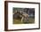 Young Tigers Playing in Water, Indochinese Tiger, Thailand-Peter Adams-Framed Photographic Print